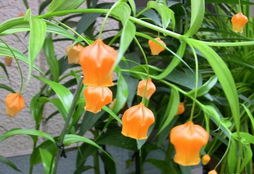 養(yǎng)花久了才發(fā)現(xiàn),越是漂亮的花卉,實(shí)際越難養(yǎng)